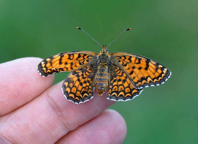 Melitaea phoebe